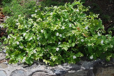 Jasminum sambac (Arabian Jasmine)