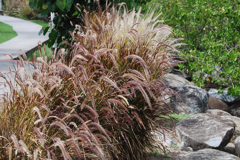 Red Grass Pennisetum Setaceum Rubrum